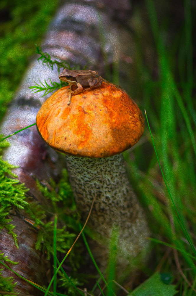 frog and mushroom nature frog summer popart photograp...