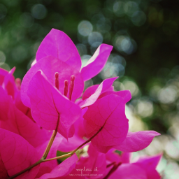pink flower nature colorful photography
