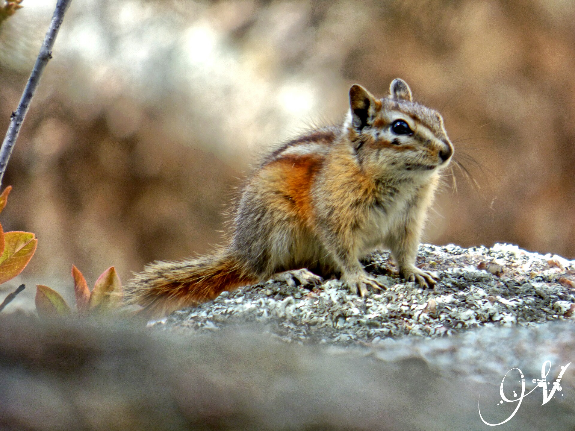 The Red Tailed Chipmunk heard me but couldn't see me....