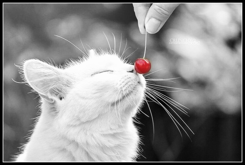 Cherry kitten