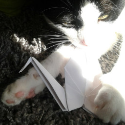 photography cat origami paper crane